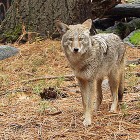 Varg fångad på film i Central Park