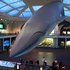 American Museum of Natural History