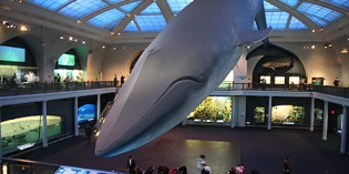 American Museum of Natural History