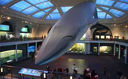American Museum of Natural History (Foto: Göran Ingman)