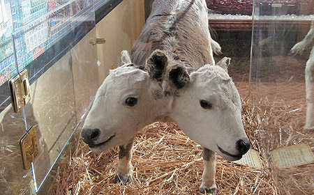 Ripley's Believe it or Not! i New-York (Foto: Flickr/karendotcom) Ripley's Believe it or Not! i New-York (Foto: Flickr/karendotcom)