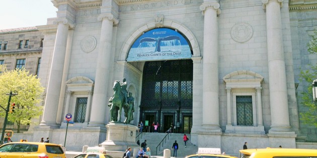 Valar i fokus på naturhistoriska i NYC