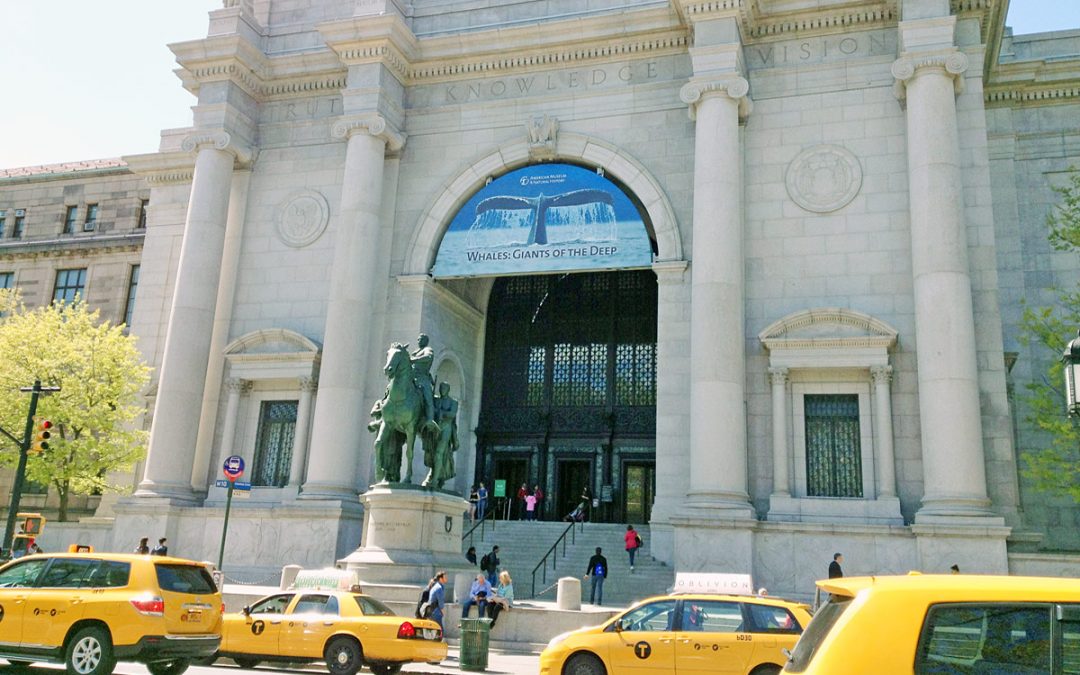 Valar i fokus på naturhistoriska i NYC